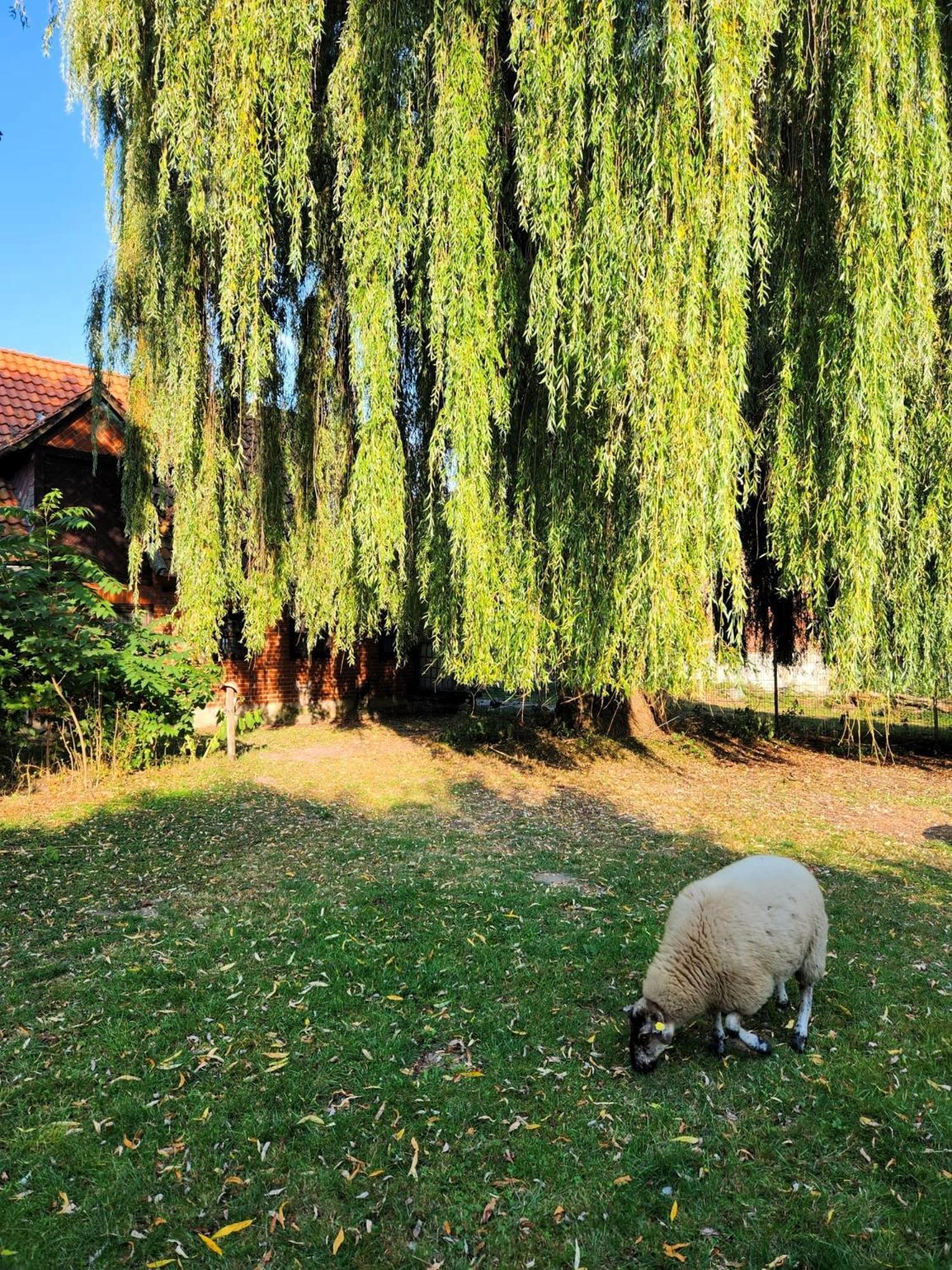 Ferienwohnung Hof Kuma Uelzen Exterior foto
